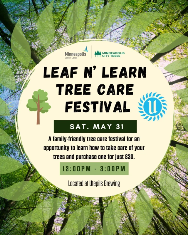 🌳 Leaf N' Learn Tree Care Festival 🌳

The Minneapolis City family-friendly tree care festival is an opportunity to learn how to take care of your trees and purchase one for just $30.

Tree experts and local organizations will share ways to keep your trees healthy:
🪵 Soil: Learn how to improve soil health and care for their roots.
☀️ Light: Learn where to plant based on its sunlight needs.
💨 Air: Learn how to space tree plantings and how pruning helps support tree strength.
💦 Water: Get tips on how and when to water after planting.

Whether you're planting your first sapling or you're a seasoned tree lover, there's something here for everyone.

🗓 Saturday, May 31
⏰ 12:00PM - 3:00PM
📍Utepils Brewing

• Local artist will be on site with creative interactive projects. These projects will invite you to connect with trees in new and imaginative ways.
• Minneapolis residents can buy a low-cost tree while supplies last at Leaf n’ Learn. • You must show proof of a Minneapolis planting address to buy a tree for just $30.
• Arborists and experts ready to answer all your tree-related questions.
• Tree activities and educational take-home materials.
• POETREE station: Write poems with a poet.
• Puppet show: Enjoy a fun, interactive show for kids to learn about trees.
• Explore tree care and education stations.
• Wander through a variety of engaging stations where you’ll learn the everything you need to know about tree care—from planting and pruning to watering and long-term maintenance.

Join us for some fun!

In the meantime, it's Sunday and it's another gorgeous day for a Beer Garden.

Hours today from 11:00AM - 9:00PM
Food Truck | Emconada | 12:00PM - 8:00PM

Cheers!

#utepilsbrewing #leafnlearn #treecarefestival #minneapoliscityoflakes #minneapoliscitytrees #trees #nature #plantmoretrees #minnesotacraftbeer #drinklocal #cheers